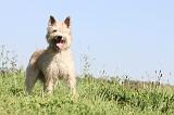 BOUVIER DES ARDENNES 108